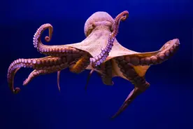 为啥有不少科学家认为：章鱼是寒武纪时期降临地球的外星生物？图片