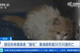 超30万只猫死亡！猫冠状病毒蔓延塞浦路斯，致死率近90%图片