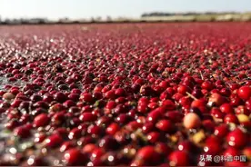 常吃的蓝莓、榴莲、板栗、巴旦木……你知道它们是怎么长的吗？图片