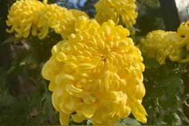 喜欢养菊花？掌握扦插“诀窍”，长根速度快，当年就开花图片