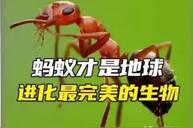 蚂蚁竟比人类还要“完美”，这是真的吗？图片