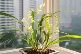 兰花总养不好，土壤没用对，3种“免费土”，助你一臂之力图片