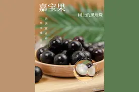 嘉宝果，树上的黑珍珠，一果多味，果冻质感，软糯多汁图片