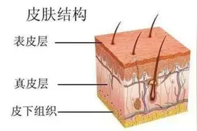 皮肤结构的基础知识，先从认识结构图开始图片