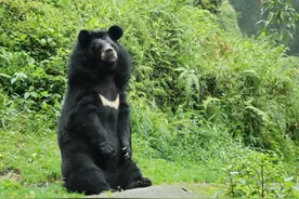 黑龙江鸡西有熊出没，前爪强健有力，能杀300斤马鹿，却放跑野兔图片