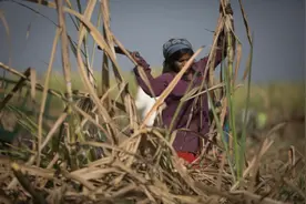 悲剧！为了防止月经影响工作，印度十几万甘蔗女工被哄骗切掉子宫图片