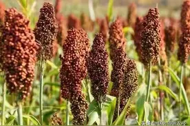 从狗都不吃的杂粮，到酿酒必备的主原料，高粱是怎么逆天改命的？图片