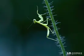汉字节气：“芒种”也“忙”也“亡”，理解“芒”字思维表达图片
