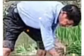 重情重义！妻子去世10年男子仍帮老丈人插秧！图片