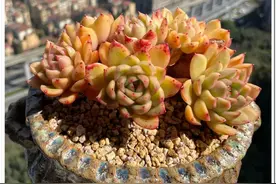 多肉的美，需要时间来沉淀图片