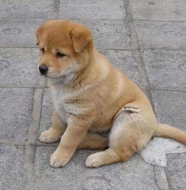 (博美犬小狗多少钱一只) - 冷求网