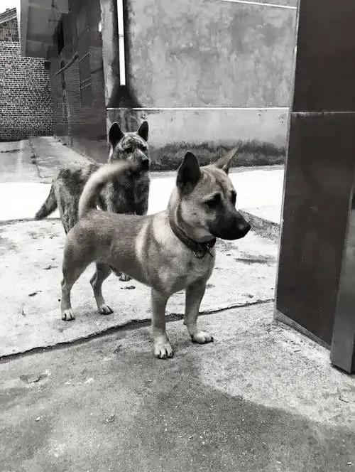 1939年日军“狼狗部队”无人可挡，董翰良猛拍大腿：怎么把它忘了