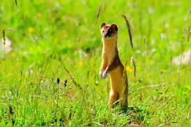 黄鼠狼被称为“黄大仙”，进家门千万不能打，原来还有科学依据？图片