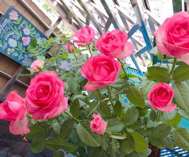 玫瑰总结:糖果雪山,花店里的高档"玫瑰",其实是可以在家里养的月季花