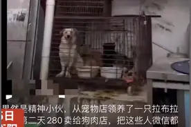 网传男子免费领养拉布拉多，次日280元卖给狗肉店，老板：对方说不想养了，知情者：爱心人士花400元又买回了图片