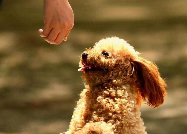 泰迪犬认不认主，看这几个地方就行