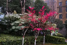 我的奇葩老公图片