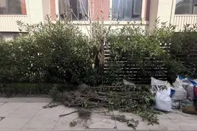 毁绿！圈地！围院子！交房才一年，沪上这小区乱到“面目全非”图片