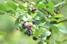 本地蓝莓熟了！酸酸甜甜就是你，蓝色“莓”好时刻图片