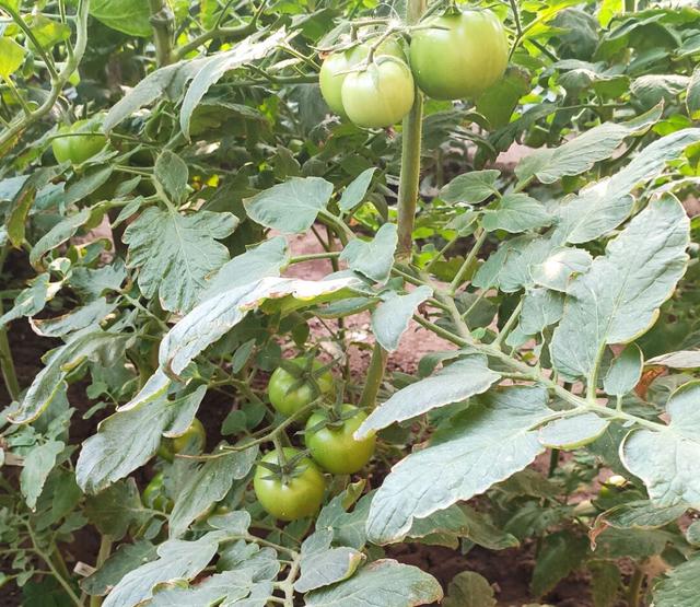 植物防冻伤、提高抗寒能力，这样管理