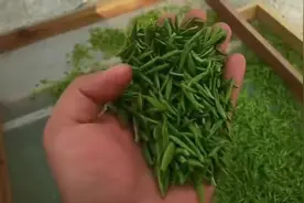 信阳毛尖：你对所喝的茶知多少？图片