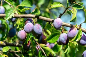 夏日西梅季，新鲜西梅怎么挑才甜？图片