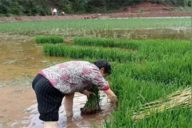 仁寿县虞丞乡：五月农事忙 党员群众齐插秧图片