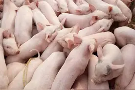 我一年养200头猪，收益30万比我在外地打工强，打算明年继续努力图片