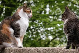 打断公猫跟母猫“交配”，会造成什么后果？图片