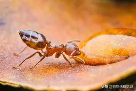 蚂蚁有味道吗？闻起来是什么味道？图片