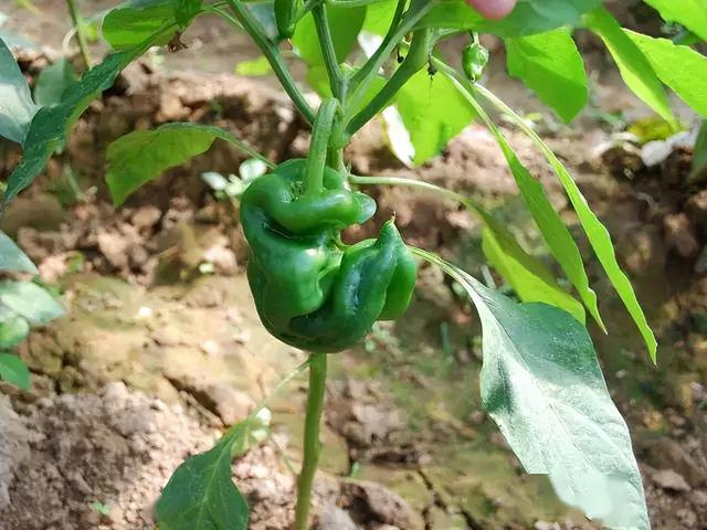 辣椒喜欢什么肥料？老农教你4个施肥妙招，辣椒结得又多又不弯