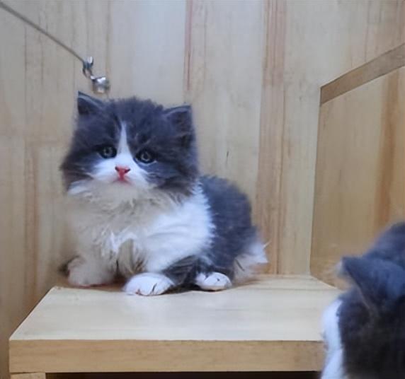 短脚猫是什么品种的猫咪（高贵的小短腿曼基康猫）