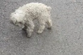 天津：小哥发现一只流浪狗，可彼此缘分却仅5天，小哥：有缘再见图片