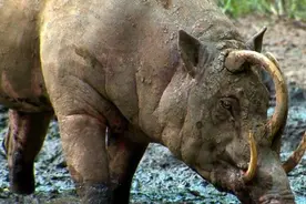 为什么动物会跌入进化的死胡同？用獠牙自杀的野猪，引发全新思考图片