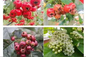 沂（宜）食沂（宜）药 | 红果山楂山里红，中华本草药仙称图片
