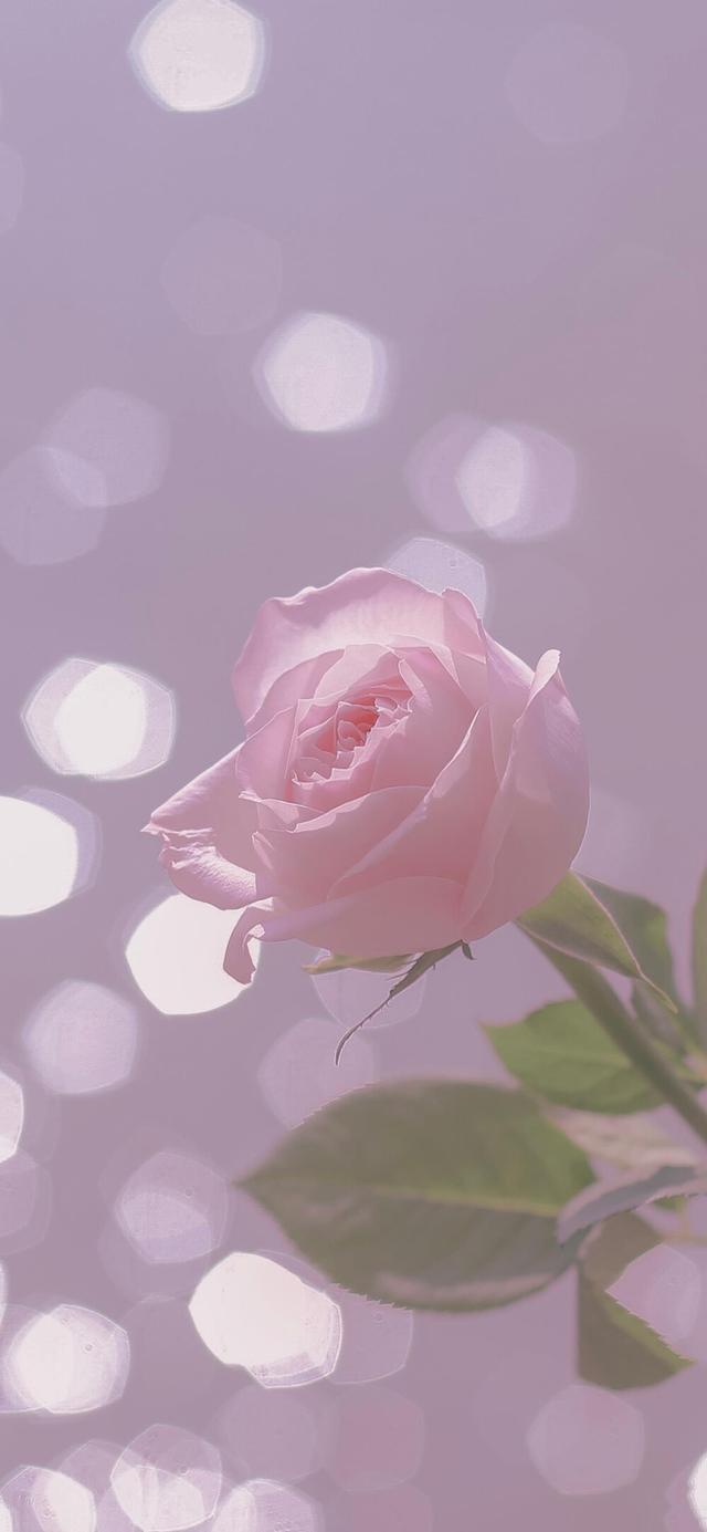 来看看吧(粉玫瑰代表什么意义) - 趣测网