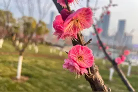 春意正浓“梅”景来图片