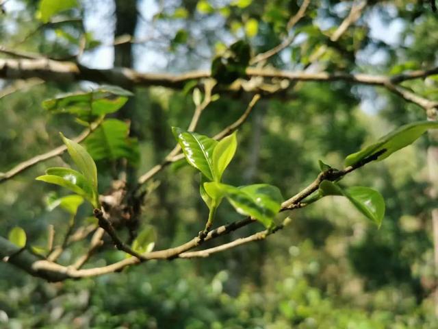 茶叶中的氨基酸及茶叶蛋白质氨基酸