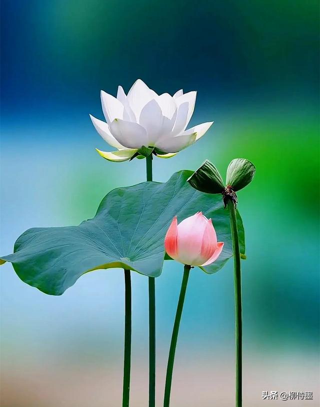 荷花摄影没新意?4个方法拍出不俗意境美,照片优雅有韵味