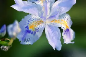 花朵如彩虹般斑斓的超级大家族 | 壹木星球 No.28图片