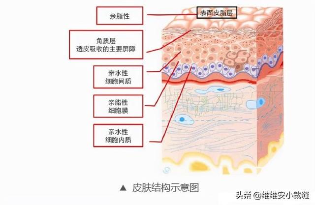 身体乳怎么涂身上的保湿