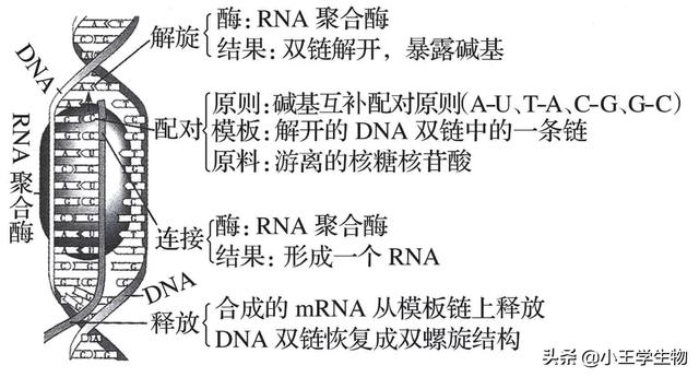高中生物易错题NO.17基因的表达