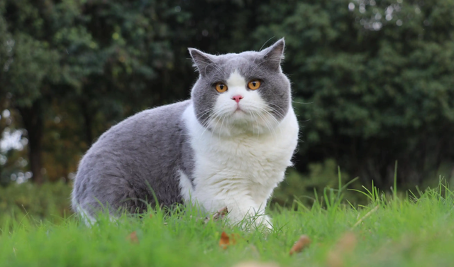 哪种猫最会抓老鼠？这五种猫咪一定榜上有名