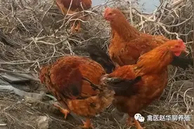 鸡子鸡冠发黑是什么病，鸡冠发黑怎么治图片