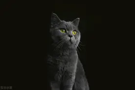 猫被热的吐舌头，网友：这是流量密码图片