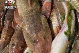 虾虎鱼(生活随笔)图片