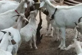 农村养牛和养羊哪个好养？哪个更赚钱？图片