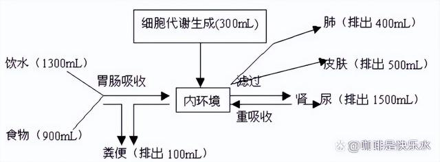 高中生物-人体内环境稳态的生理意义及调节