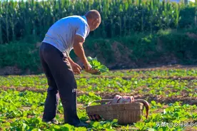 白菜、萝卜种植好还是移栽好？移栽选阴天还是晴天？听听老农咋说图片