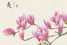 辛夷花开春烂漫图片